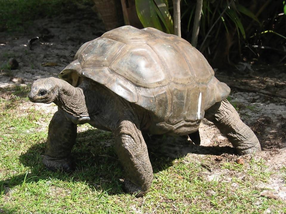 how-to-win-in-life-with-the-tortoise-mindset-67-golden-rules-personal